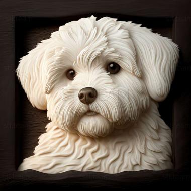 3D model Havana Bichon dog (STL)